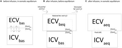 Role of Fluid and Sodium Retention in Experimental Ventilator-Induced Lung Injury